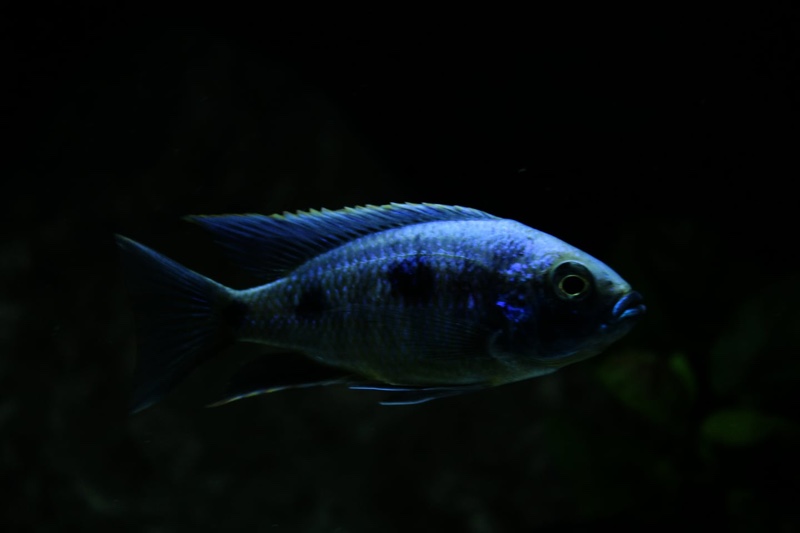 Copadichromis trewavasae 'Likoma Island'